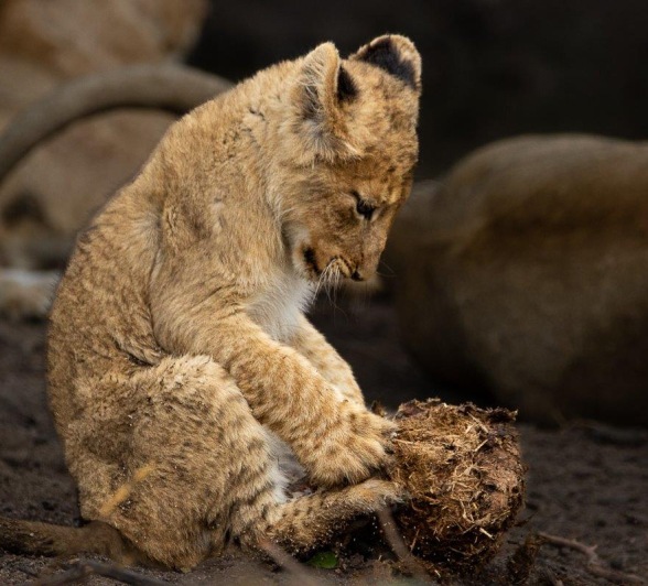 Lion cub curiously interacting with elephant dung, exploring its environment.