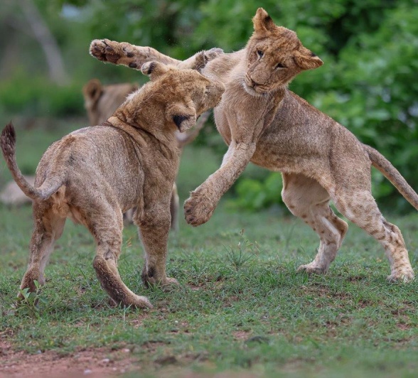 The Msuthlu cubs play fight - an imprtant lesson. 