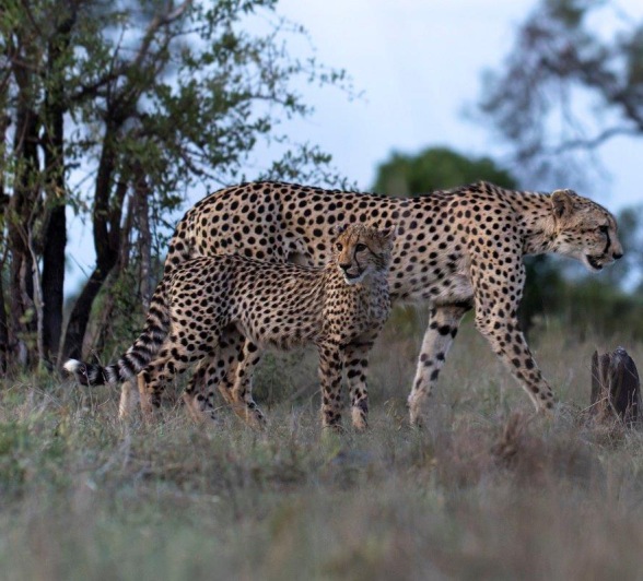A cheetah and her cub scan their surroundings near Sabi Sabi. A cheetah and her cub scan their surroundings near Sabi Sabi.