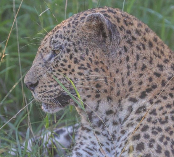 Sabi Sabi Ruan Mey Mashaba Leopard
