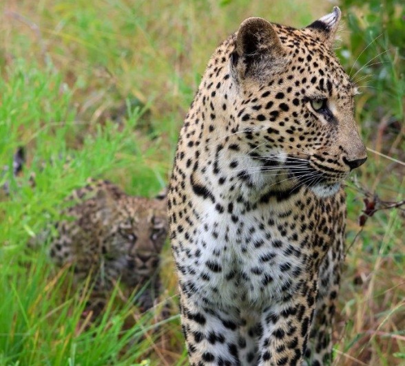 The cub follows its mother like a shadow.