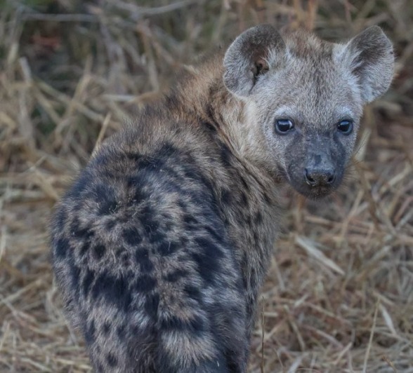 Sabi Sabi Ruan Mey Hyena Pups Sabi Sabi Ruan Mey Hyena Pups