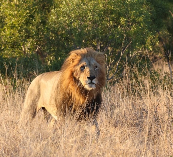 Sabi Sabi Jan Nel Gijima Male
