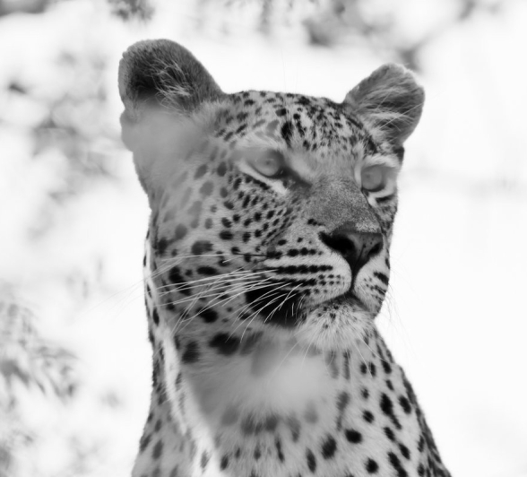 Sabi Sabi Jan Nel Golonyi Female Sabi Sabi Jan Nel Golonyi Female