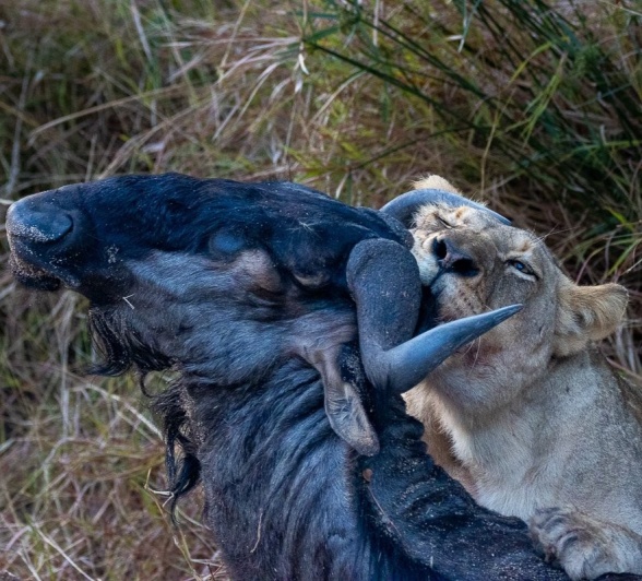 Sabi Sabi Ronald Mutero Msuthlu Wildebeest Kill Sabi Sabi Ronald Mutero Msuthlu Wildebeest Kill