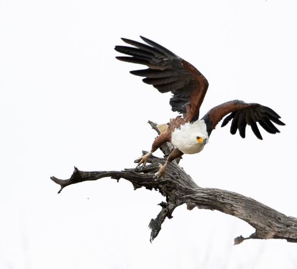 Sabi Sabi Ronald Mutero African Fish Eagle Flies From Tree Sabi Sabi Ronald Mutero African Fish Eagle Flies From Tree