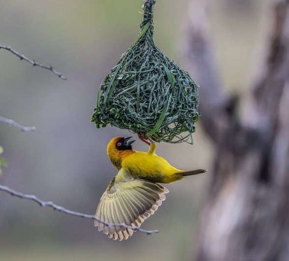 A Masked weaver builds its nest at Sabi Sabi. 
