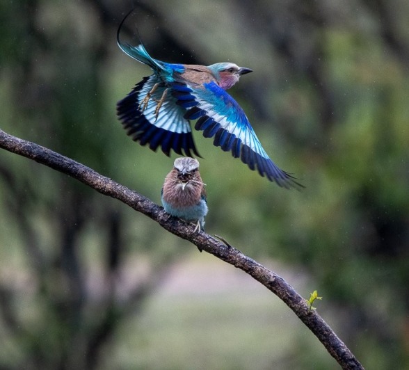 Sabi Sabi Ronald Mutero Liliac Breasted Roller Bird