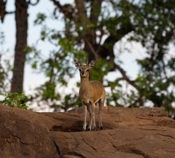 Sabi Sabi Viviane Ladner Klipspringer