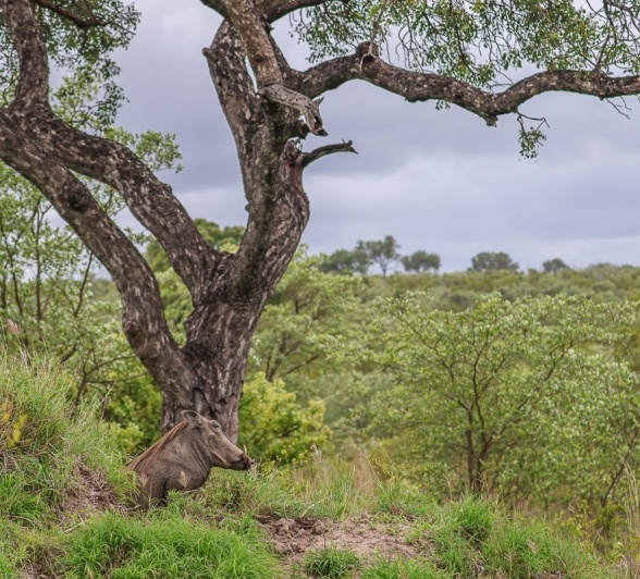 Sabi Sabi Ruan Mey Warthog