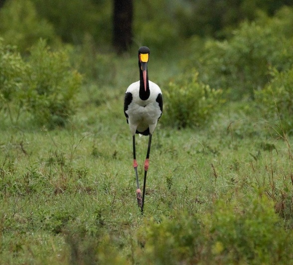 B05andries Saddlebilledstork B05andries Saddlebilledstork