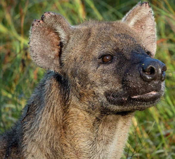 15 ronald mutero - hyena- 16032023_3.jpg 15 Ronald Mutero Hyena 16032023 3