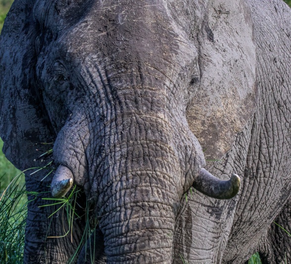 The pharyngeal pouch reserves are used only when the elephant is desperate, to ensure the animal does not dehydrate. 