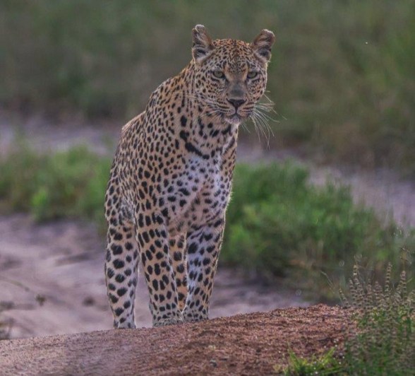 Ntsumi is starting to leave her cubs for longer periods of time. Ntsumi is starting to leave her cubs for longer periods of time.