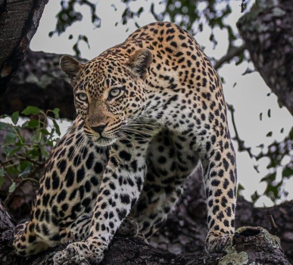 Tengile looks out with a determined gaze. Tengile looks out with a determined gaze.