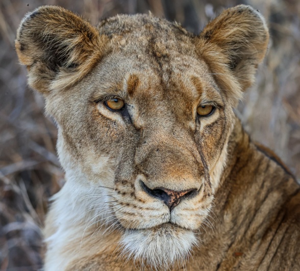 Sabi Sabi Ruan Mey Southern Pride Lionness Sabi Sabi Ruan Mey Southern Pride Lionness