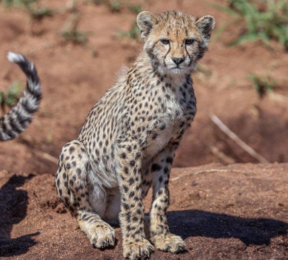 A sub-adult cheetah. A sub-adult cheetah.