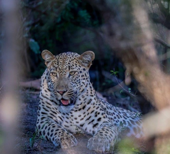 Sabi Sabi Ruan Mey Khulwana Male Leopard