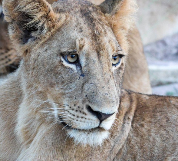 Sabi Sabi Jan Nel Msuthlu Lion Sabi Sabi Jan Nel Msuthlu Lion
