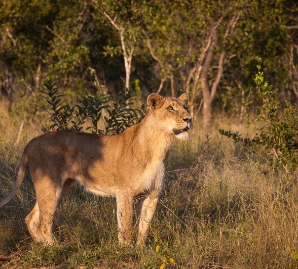 Sabi Sabi Jp Van Rooyen Southern Pride In Sunlight