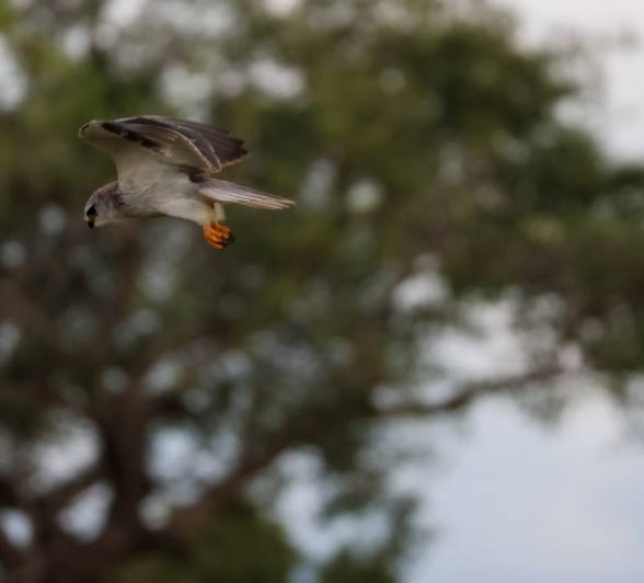 A Black-winged kite in flight. A Black-winged kite in flight.