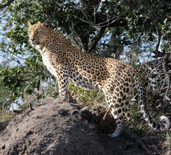 Sabi Sabi Jan Nel Golonyi On Rock