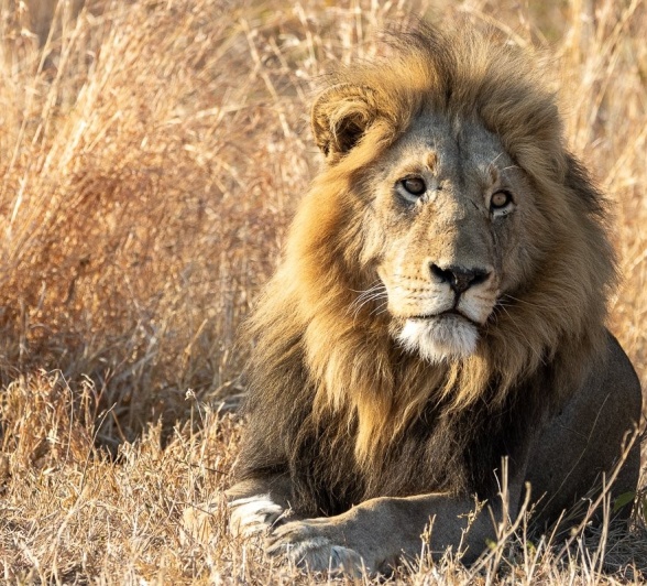 A brief glimpse of the Styx male lion