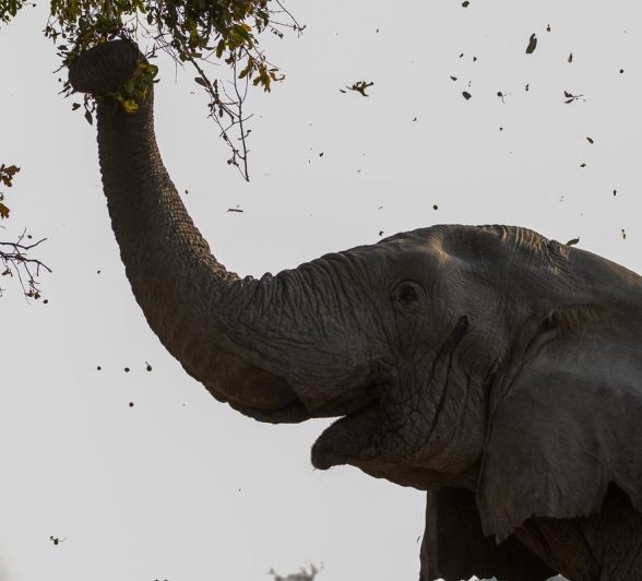 Sabi Sabi Ronald Mutero Elephant Pulling Branches Sabi Sabi Ronald Mutero Elephant Pulling Branches