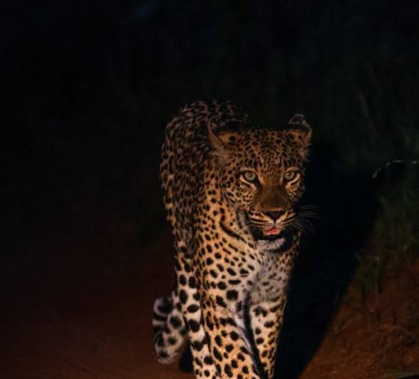 Golonyi walks at night. 