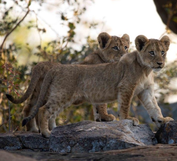 Two young members of the Southern Pride on a rocky ridge in the southern sector of the reserve.