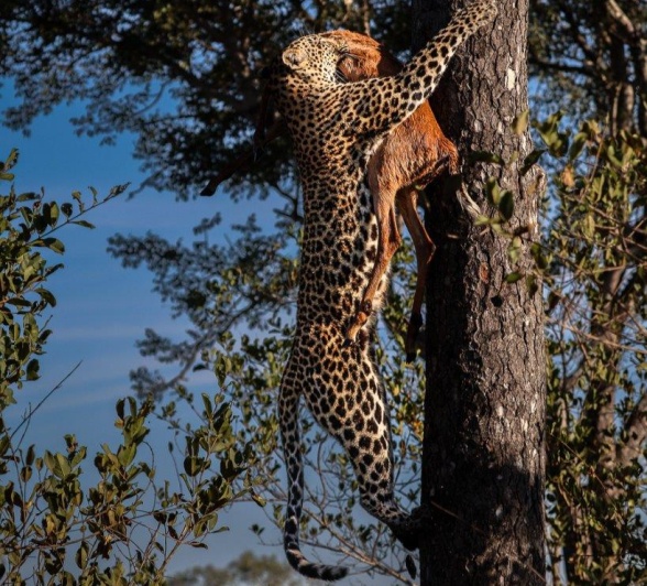 A female leopard, named Tengile, hauls a young impala up a tree away from predators