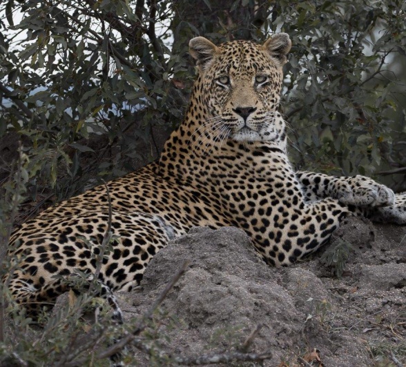 We were met by the all too majestic N’weti male leopard in all his glory, stretched out on a termite mound. We were met by the all too majestic N’weti male leopard in all his glory, stretched out on a termite mound.