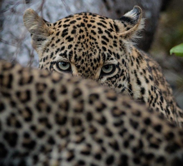 Tengile female leopard and her cub in the bush Tengile female leopard and her cub in the bush