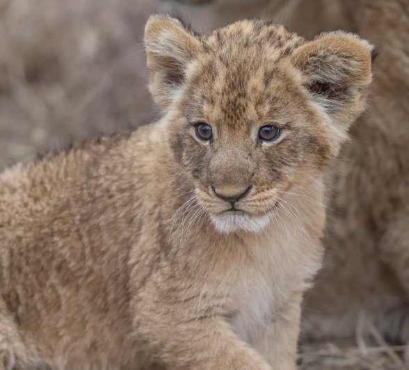 Sabi Sabi Ruan Mey Msuthlu Cub Sabi Sabi Ruan Mey Msuthlu Cub