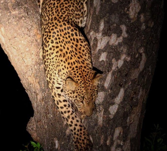 Nkuwa the leopard climbs down from the tree where he'd been enjoying a meal. 
