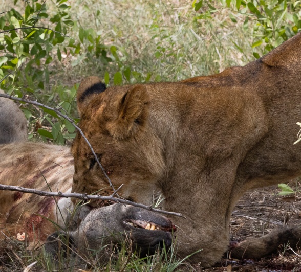 A lion from the Gijima pride feasting on an unfortunate hyena. 