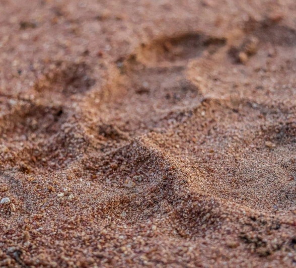 Sabi Sabi Ruan Mey Southern Pride Track Sabi Sabi Ruan Mey Southern Pride Track