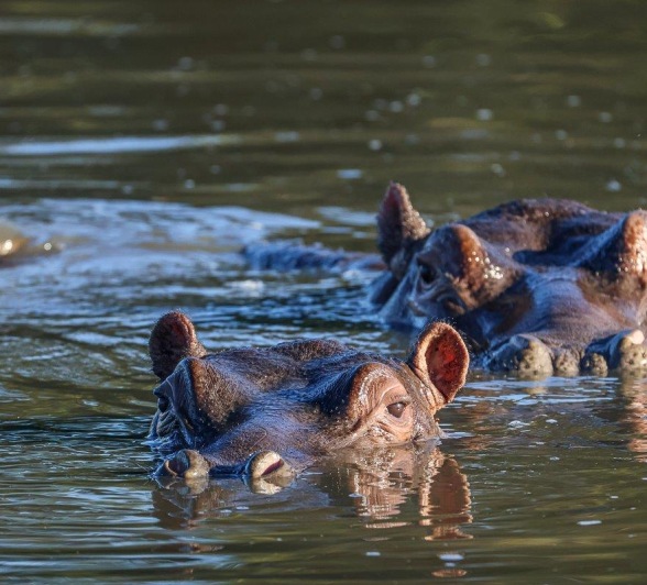 Sabi Sabi Ruan Mey Hippos Sabi Sabi Ruan Mey Hippos