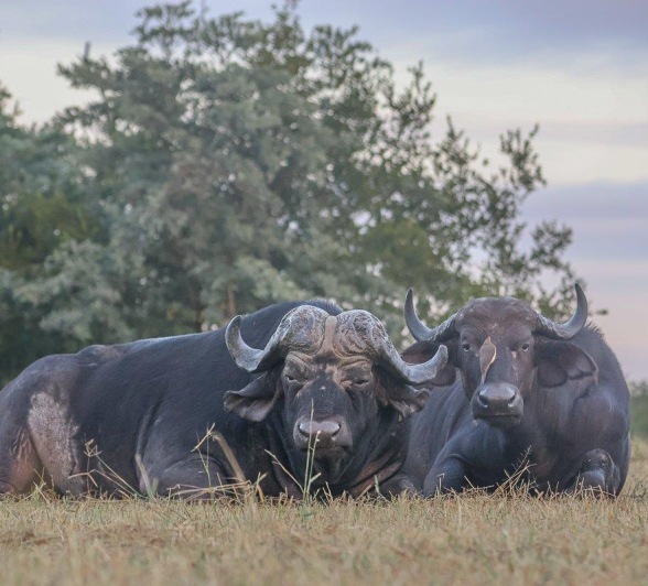 Two buffalo were seen during a game drive from Sabi Sabi. Two buffalo were seen during a game drive from Sabi Sabi.