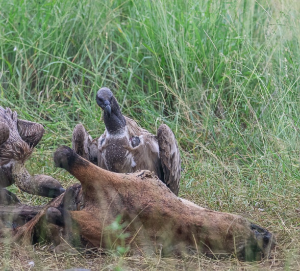 A vulture assess the giraffe carcass. A vulture assess the giraffe carcass.