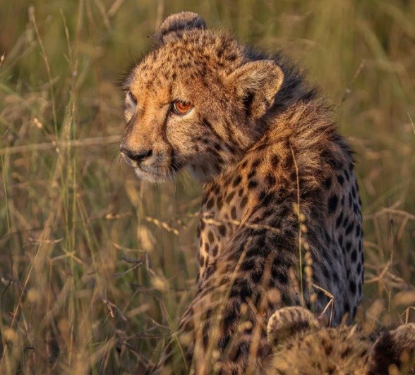 A young cheetah seen among the tall grass. A young cheetah seen among the tall grass.