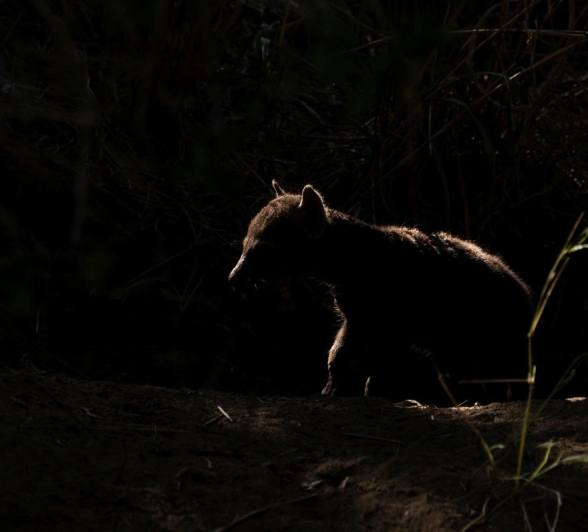 A hyena is backlit by the full moon. A hyena is backlit by the full moon.