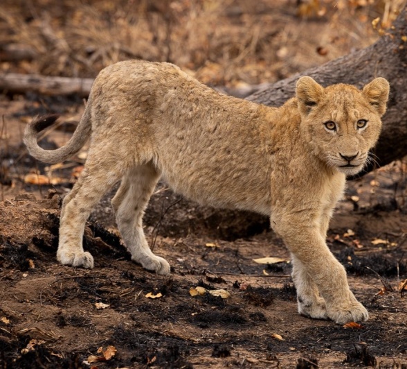 Sabi Sabi Jp Van Rooyen Msuthlu Cub Walks Sabi Sabi Jp Van Rooyen Msuthlu Cub Walks