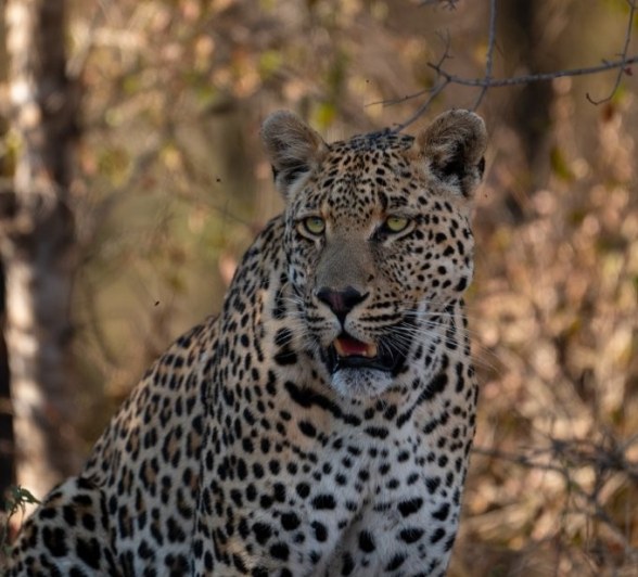 Sabi Sabi Viviane Ladner Nottens Male Sabi Sabi Viviane Ladner Nottens Male