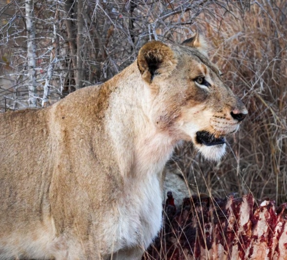 One of the four lionesses keeping a watchful eye