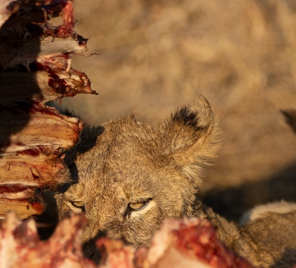 A young cub tucking into the kill