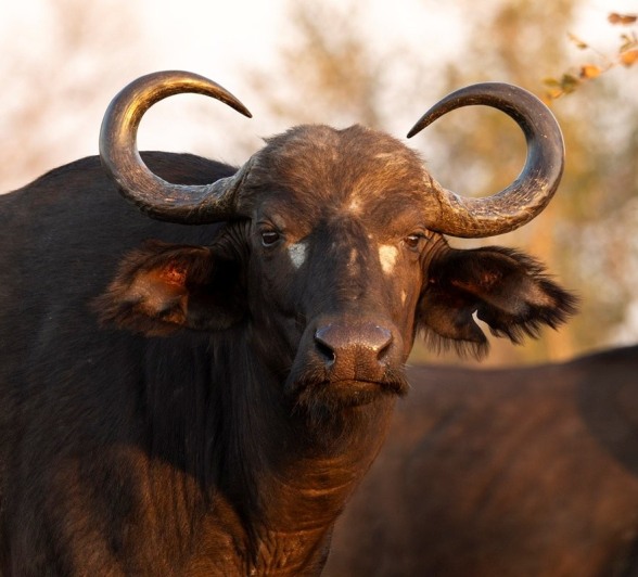Sabi Sabi Benjamin Loon Buffalo Evening Sabi Sabi Benjamin Loon Buffalo Evening
