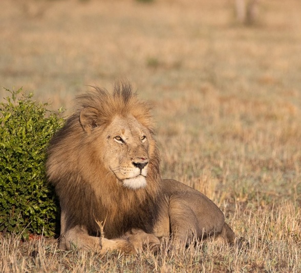 A male lions scans his territory. A male lions scans his territory.