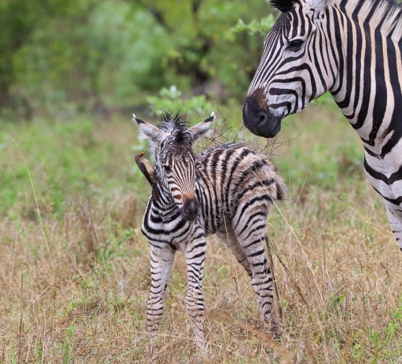 Sabi Sabi Jana Du Plessis Zebra And Foal