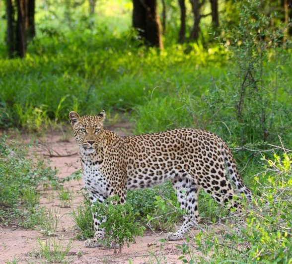 Golonyi, a female leopard, is spotted.